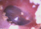ইউএসবি বা ওয়াইফাই সংযোগ হ্যান্ডহেল্ড ভিডিও অটোস্কোপ ওফথমোস্কোপ সেট 3 লেন্স ঐচ্ছিক