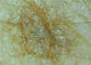 ওয়াইফাই ফাংশন সঙ্গে ওয়্যারলেস স্কিন স্ক্যানার নির্ণয়ের মুখের স্কিন ডিটেক্টর স্কিন মাইক্রোস্কোপ