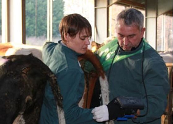 ডিজিটাল ভেটেরিনারি আল্ট্রাসাউন্ড স্ক্যানার